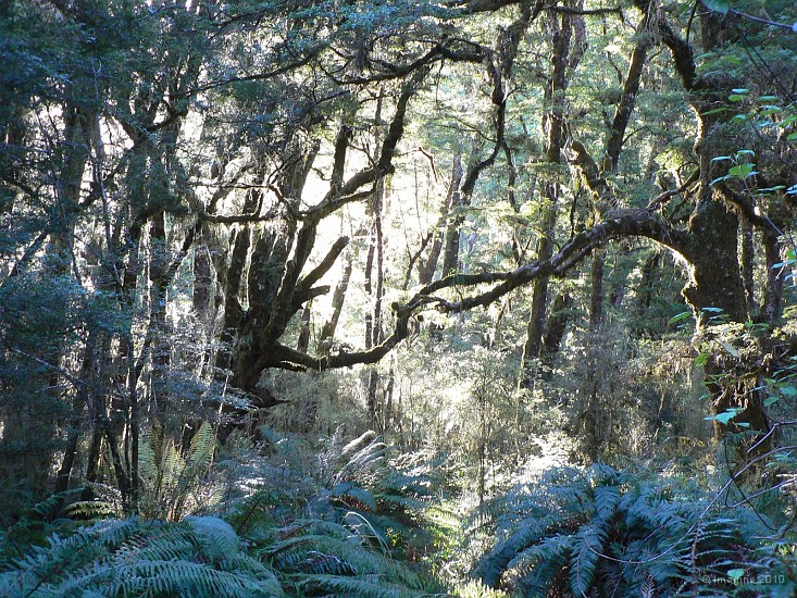 12.62- Couleurs irreelles de la foret au coucher su soleil.JPG